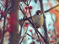 Юннаты Лысогорского района посчитают воробьев