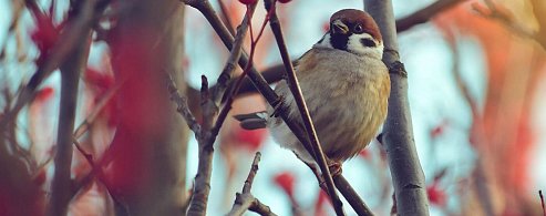 Юннаты Лысогорского района посчитают воробьев