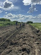 Вблизи поселка Октябрьский высадили почти 1000 деревьев