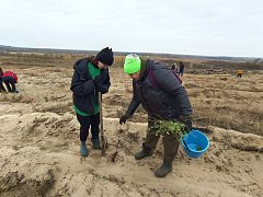 В Лысогорском районе высадили 4000 саженцев белой акации